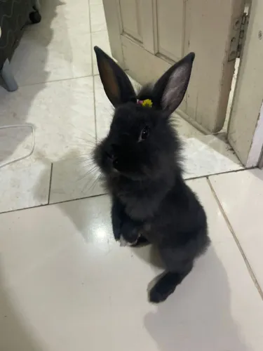 Coelho 