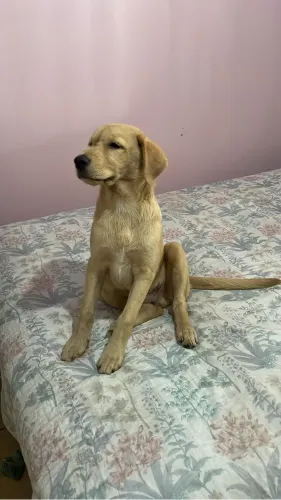 Cachorro adoção 