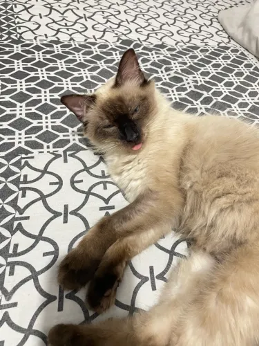 Adoção gato castrado
