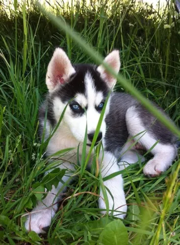 Husky siberiano Um filhotinho esperando um novo começo
