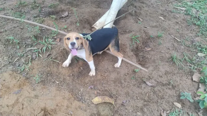 Cachorrinha Fêmea Beagle Pura de Canil
