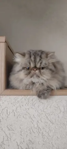 Filhotes de gatos persa linhagem lilás e chocolate
