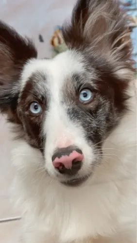 Border Collie