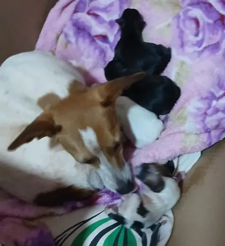 3 filhotes de PINSCHER macho disponível