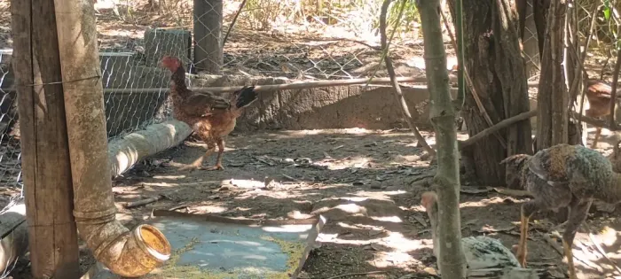 Frango caipira