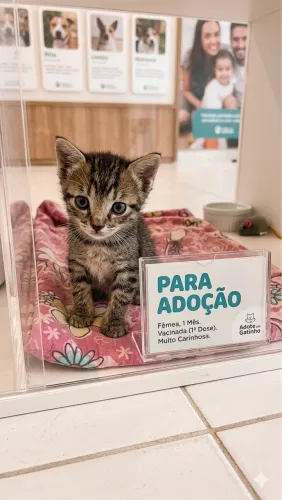 Adoção