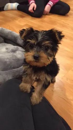 Filhote Yorkshire Terrier, Uma amizade verdadeira começa com um filhotinho!