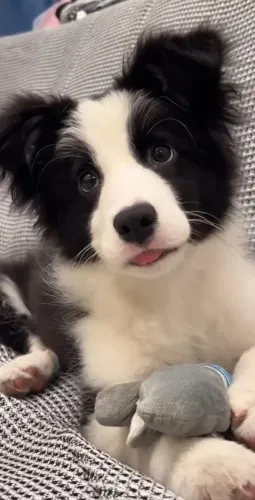 Filhote Border Collie Macho Para Família entrega imediata