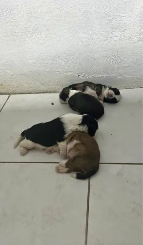 Doação filhotes shih tzu