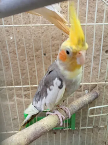 Bebedouro 