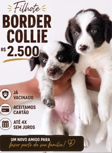 Borde collie