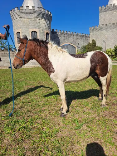  Garanhão poney