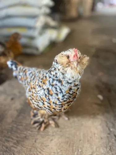 Pintinho galinha Belgian