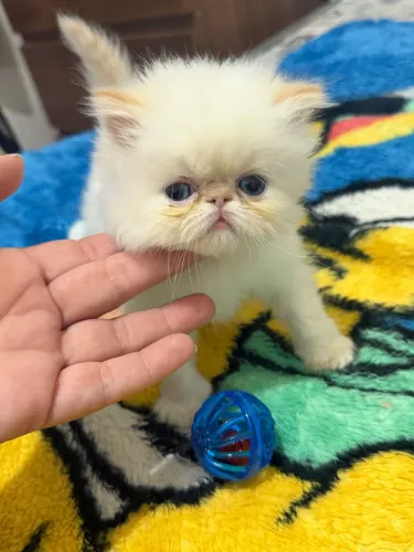 Filhotes de gato Persa 