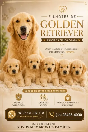 Filhotes de Golden Retriver 