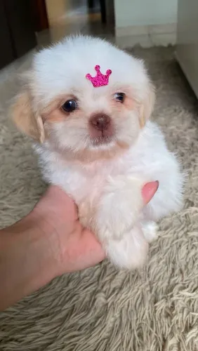 Filhote de shih tzu Femea vacinada e Vermifugada.