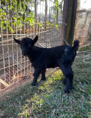 Mini cabrito