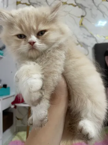 Gatos persas