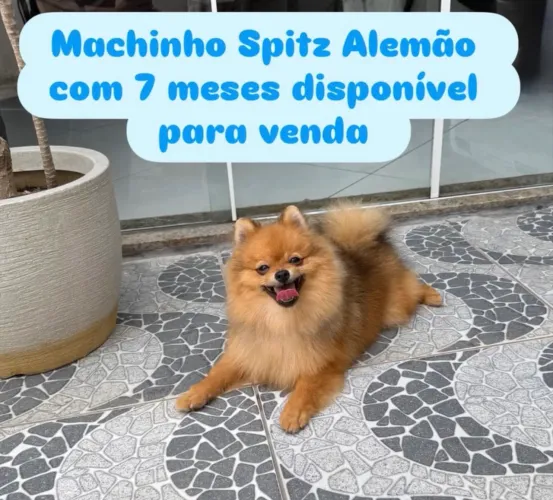 Lindos Filhotes Machinhos de Spitz Alemão