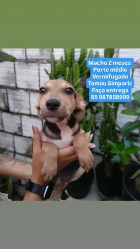 Adoção URGENTE 