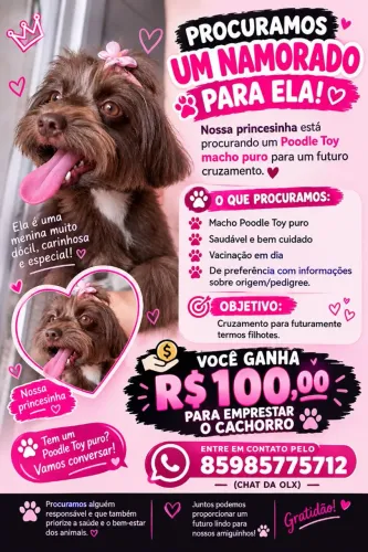? Procura-se Poodle Toy macho puro para cruzamento ?