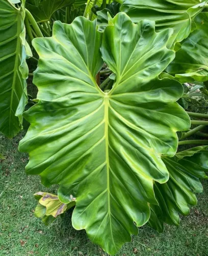 Philodendron Wilsoni 