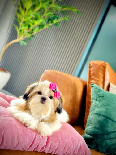 Linda ShihTzu 7 meses