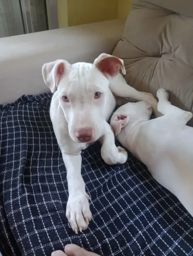 Filhote pitbull