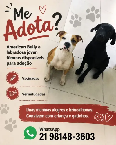 American Bully fêmea 