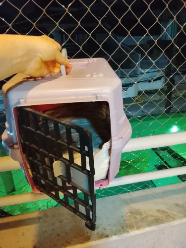Caixa de transporte gato