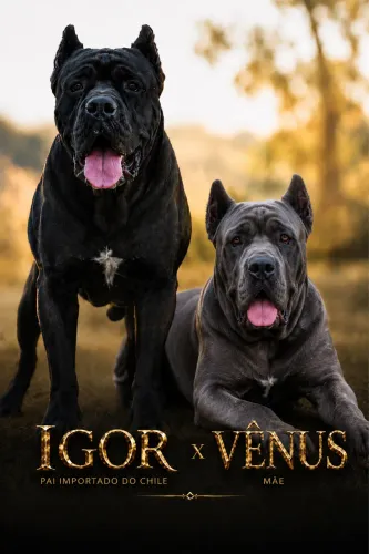 Filhotes de Cane Corso Italiano 