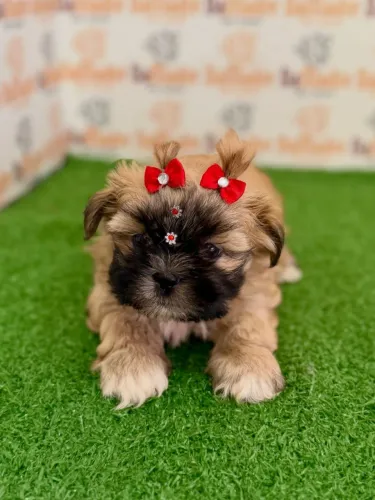 Shih-tzu Fêmea 