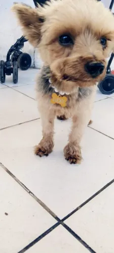 Vendo yorkshire mini aceito cartão ele tem 1 ano 