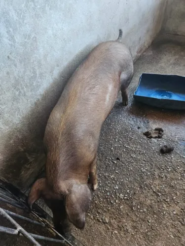 Porca Duroc com Pietran 120kg