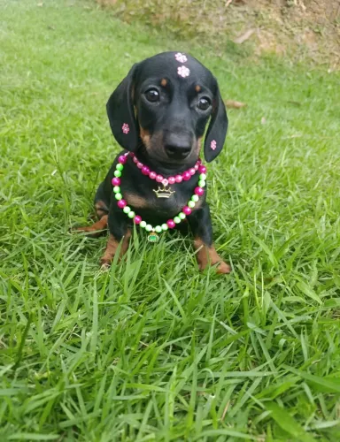 Dashschund salsicha fêmea Arlequim e preta