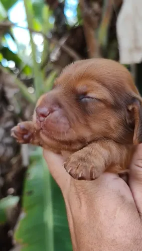 Dachshund Pelagem Longa