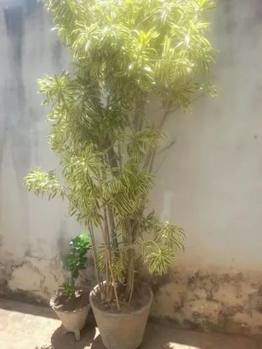 Planta  grande com o jarro 