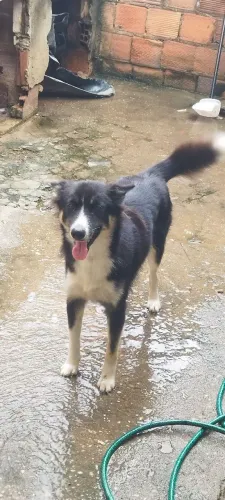 Doando husky siberiano misturado com pastor alemão 