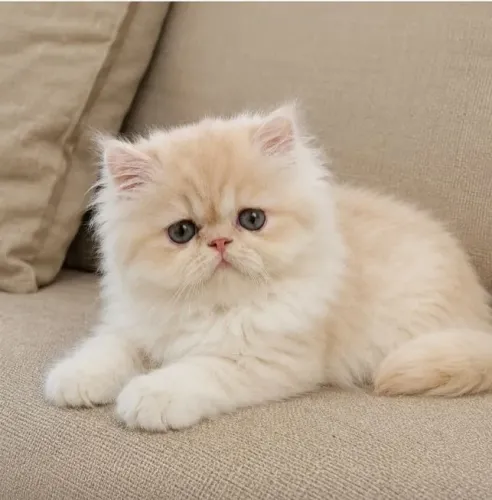 Filhote de gato persa