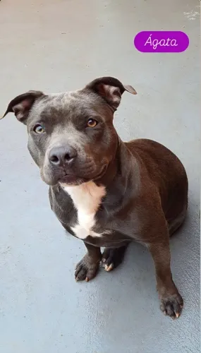 American Bully Pocket Fêmea