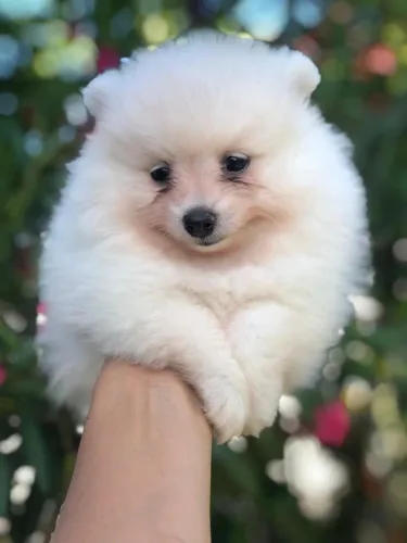 Spitz Macho Seu coração merece esse tipo de companhia