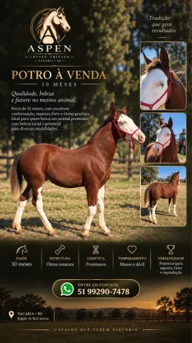 Potro crioulo colorado bragado ASPEN - genética Xeque-Mate da Boa Vista.