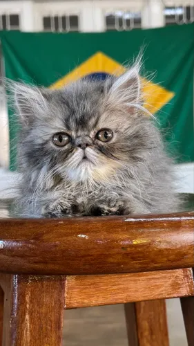 Filhote persa blue tabby padrão show