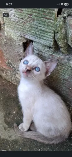 Linda gatinha para adoção responsável