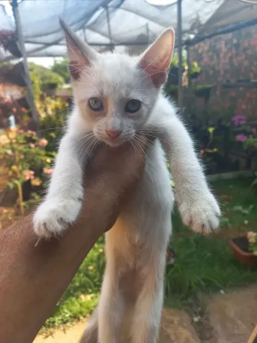 Doação de gatinhos