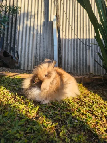 Coelha lion