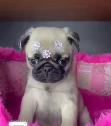 Pug femea 