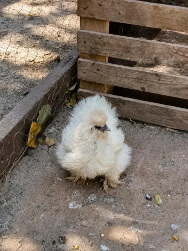 Casal de galinha sedosa a venda!