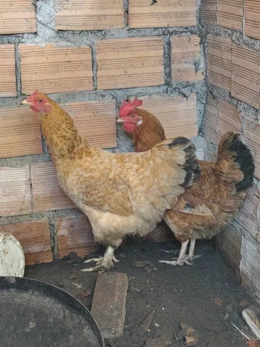 Galinha saudável 100 as duas !!