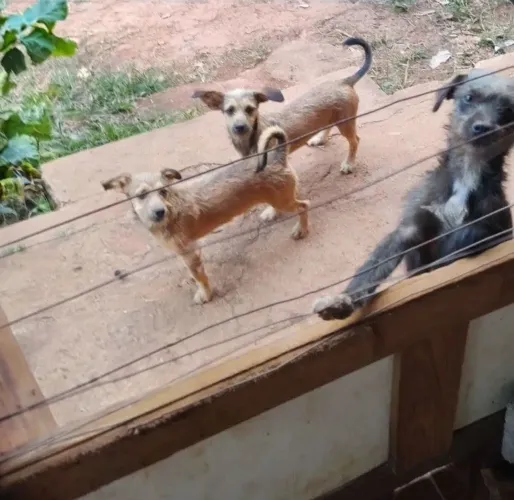 Doação filhote de cachorro